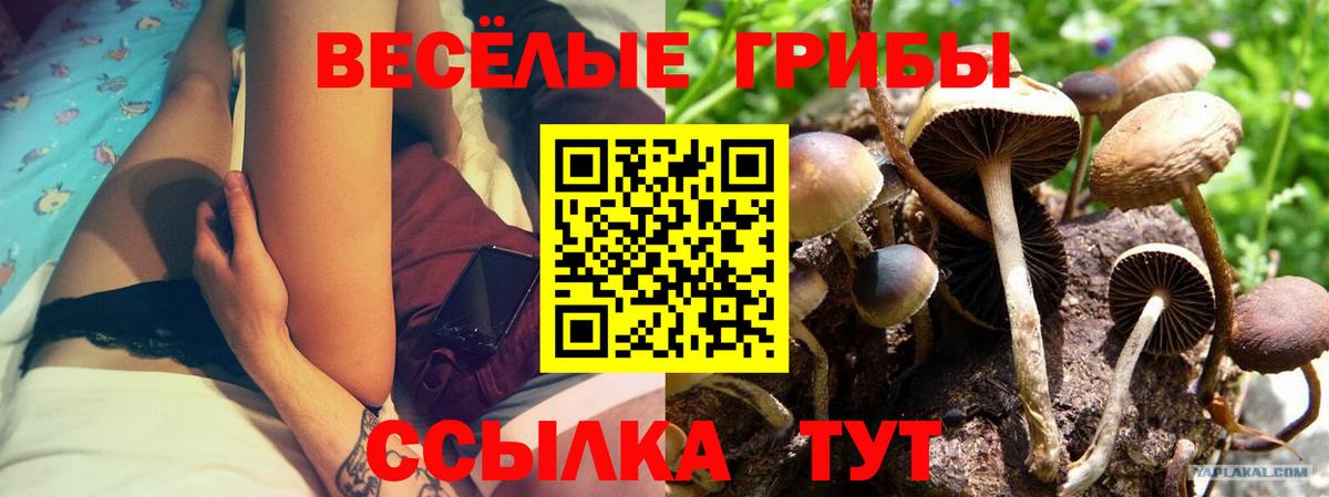 Псилоцибиновые грибы Psilocybe  Вход с VPN  Шелехов 